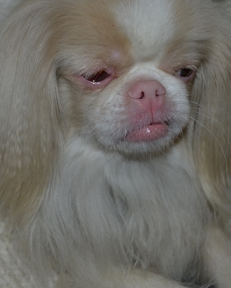 Albino japanese chin 2025